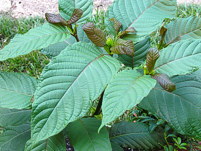 Does Kratom Dissolve in Water