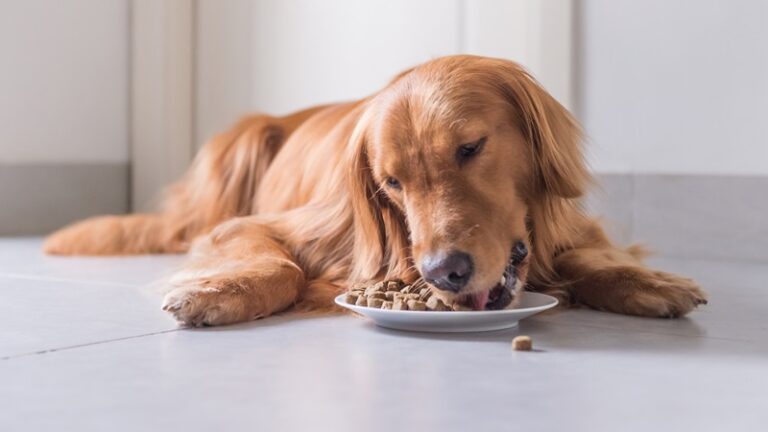 How To Know If Your Dog Is Lacking Nutrition