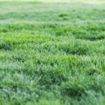 5 Reasons to Fertilize Your Lawn